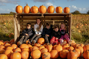 The Best Pumpkin Picking Places Near Me in the UK