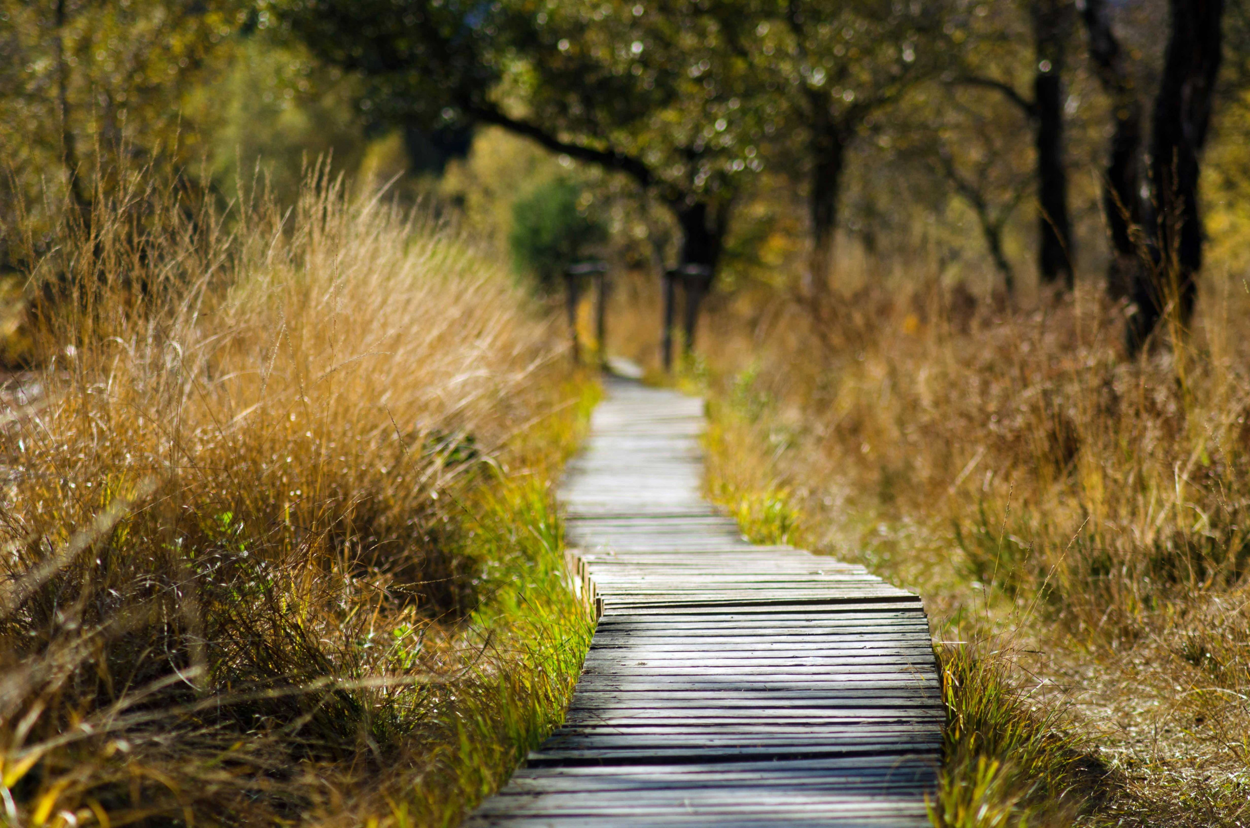 Nature Walk and Collect