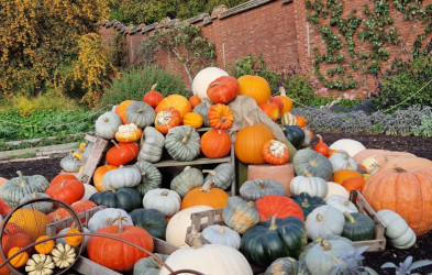 Photo of October Half Term Family Trail at Chartwell: Playful Pumpkins