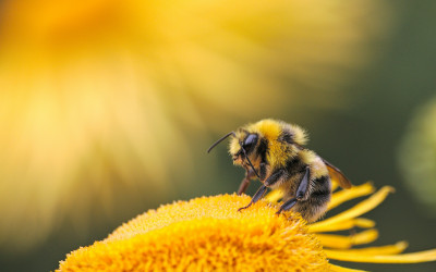 7 Bee Activities for Kids