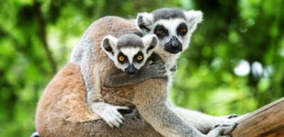 Photo of Spectrum Socials at Battersea Park Zoo