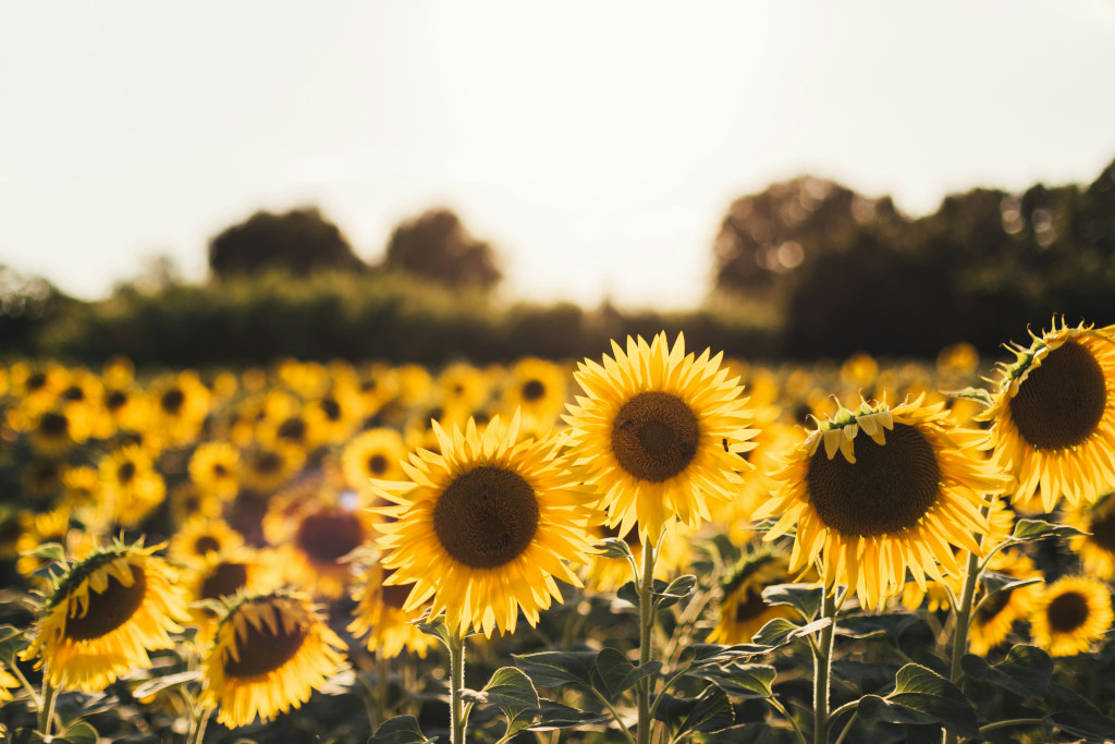 Sunflower Crafts and Activities for Kids