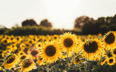 Sunflower Crafts and Activities for Kids