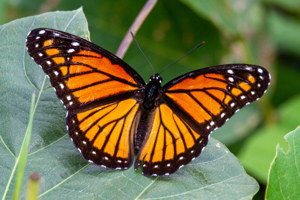 Butterfly Spotting Activities for Children