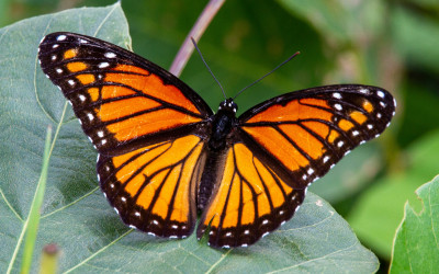Butterfly Spotting Activities for Children