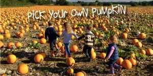 The Best Pumpkin Picking Places in the UK