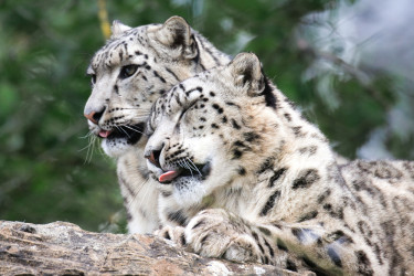 Photo of Carnivore Weekend at Marwell Zoo
